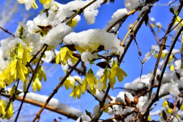 春雪 迎春花