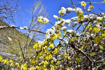 春雪 迎春花