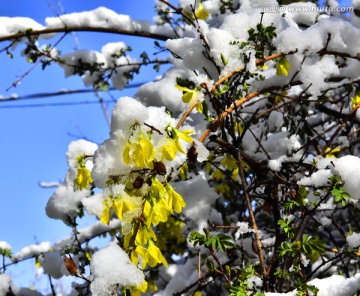 春雪 迎春花