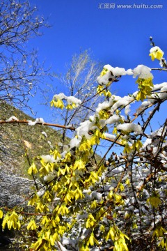 春雪 迎春花