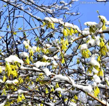 春雪 迎春花