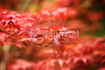 红叶 枫树