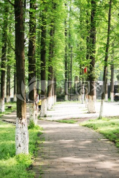 树木 风景 风光 植被 素材