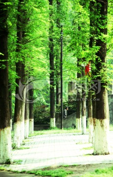 树木 风景 风光 植被 素材