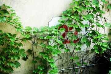 爬墙虎 植物