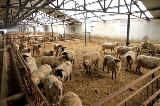 商品羊养殖小区