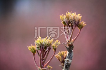 新枝新芽