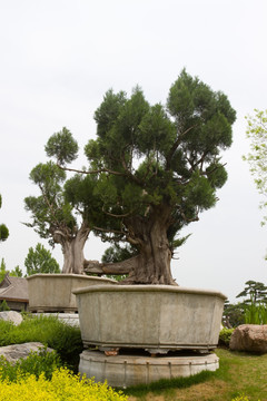 西安 唐苑 盆景