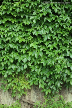 绿色植物墙
