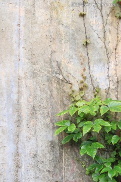 水泥墙 植被墙