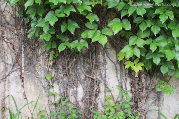 水泥墙 植被墙