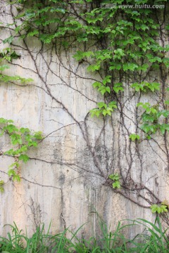 植被墙 背景墙