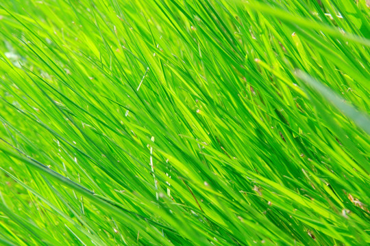 青草