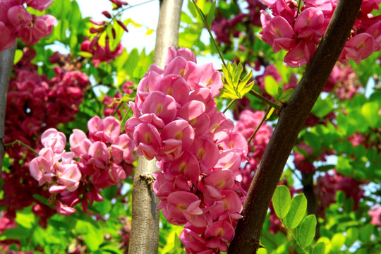 槐花
