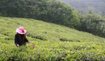 春天 采茶人