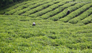 茶场 采茶人