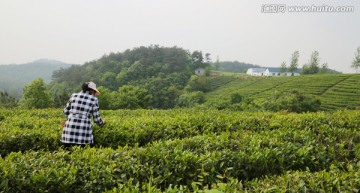 春天 采茶人