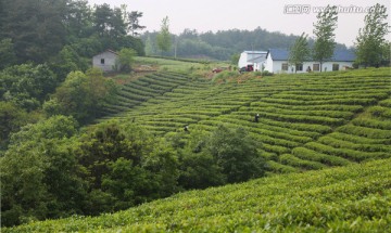 茶山 春天 采茶人