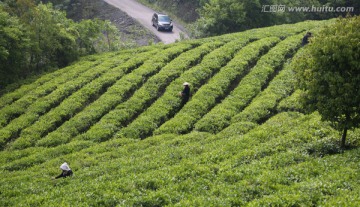 茶山 春天 采茶人