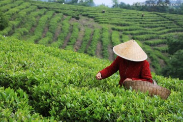 茶场 采茶人