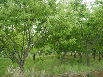 板栗树