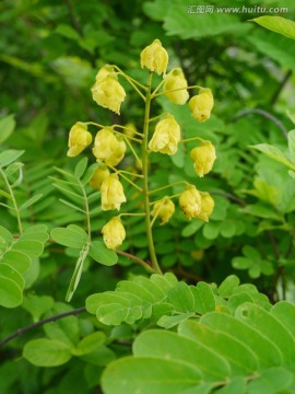 野皂角花