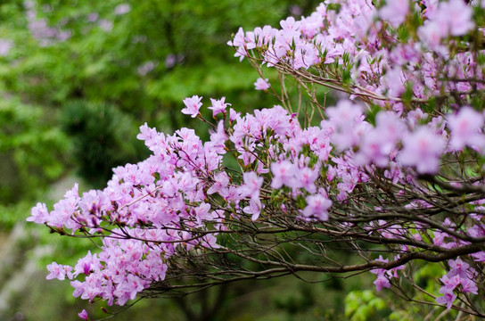 野生杜鹃花