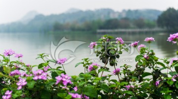湖面上鲜花前景