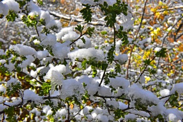 春雪 榆树叶