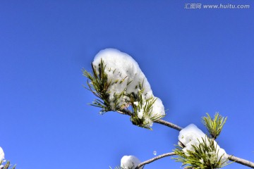 春雪 松树