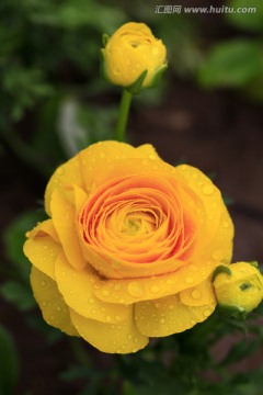 花卉