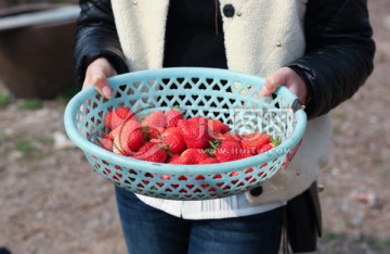 采草莓