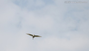 白鹭 鹭鸟