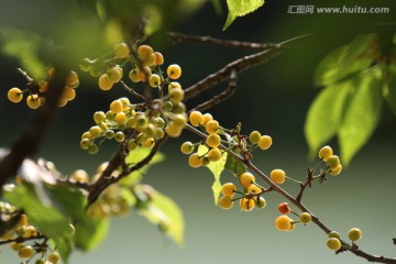 樱桃 水果 樱桃树