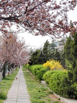 春天 樱花 石板路