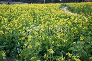 油菜花