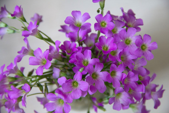 紫色酢浆草花