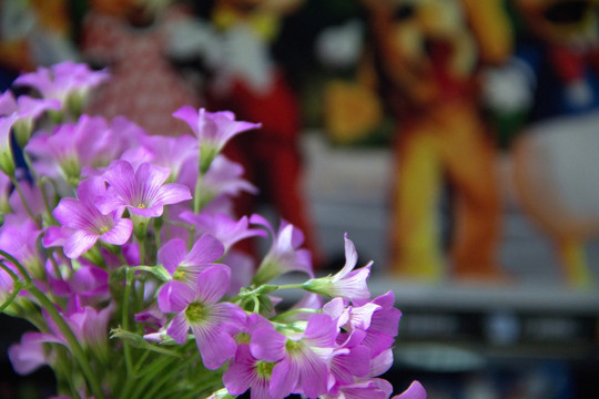 紫色酢浆草花