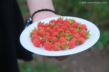 摘树莓山莓