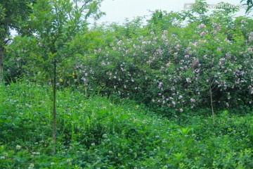 蔷薇月季花