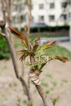 香椿芽 香椿枝