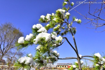 春雪 松树
