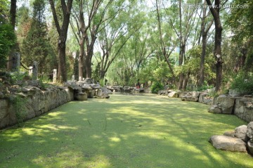 池塘风景