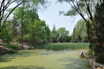 池塘风景
