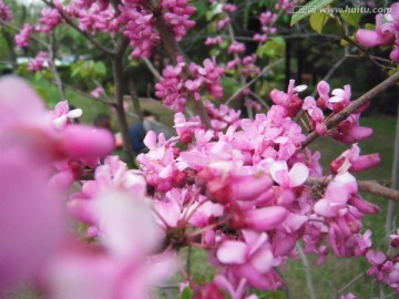 花卉摄影