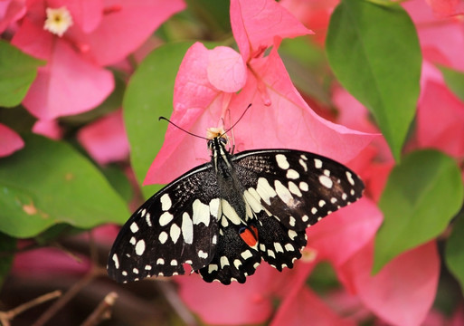 蝶恋花