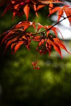 红枫枝叶
