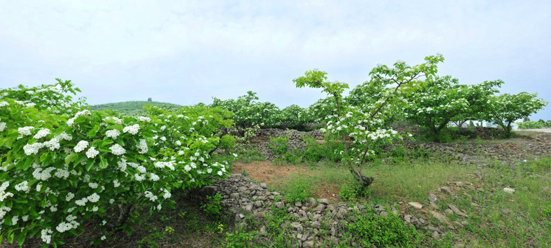 白色花  山楂园  山楂树