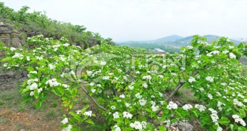 山楂花 白色花 花满坡