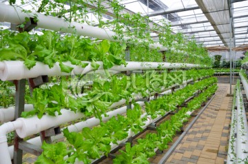 温室蔬菜